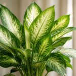 Planta comigo ninguém-pode com folhas verdes e brancas em um ambiente interno iluminado pela luz natural.