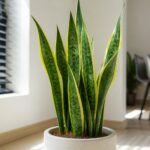 Planta Espada de São Jorge com folhas verdes e bordas amarelas em um vaso, em ambiente interno iluminado.
