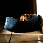 Como acostumar o filhote a dormir sozinho na cama para cachorro?