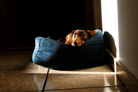 Como acostumar o filhote a dormir sozinho na cama para cachorro?